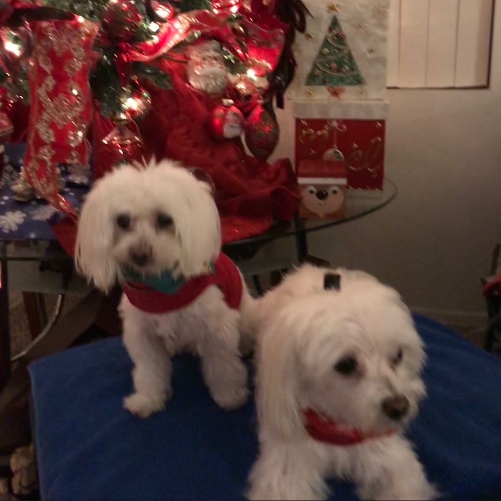 Meet your Posher, Sherine